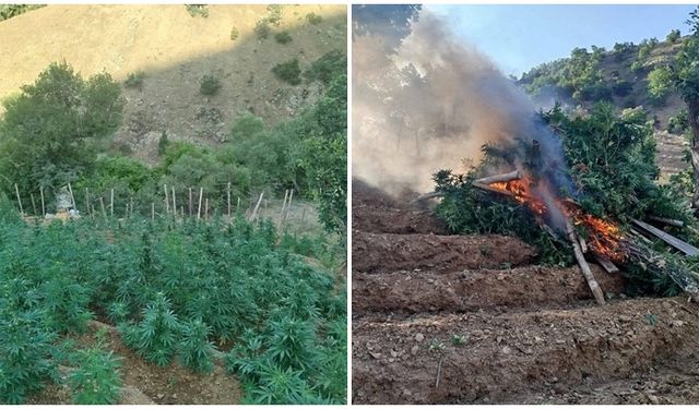 Bingöl'de 15 bin kök kenevir ele geçirildi