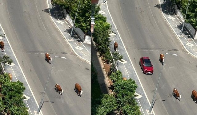 Diyarbakır’ın Manhattan’ında inek mesaisi