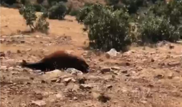 Yabani yılkı ölümleri 7’ye yükseldi