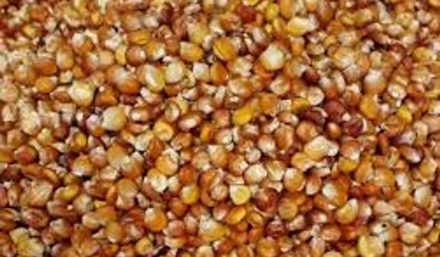 Dağ köylülerine silajlık mısır tohumu desteği