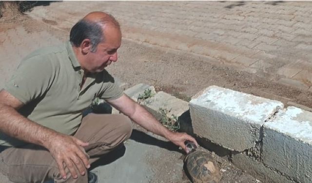 Kaplumbağaya su içirdi