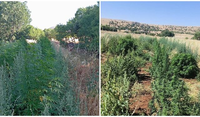 Diyarbakır’da 22 bin kök kenevir bitkisi ele geçirildi