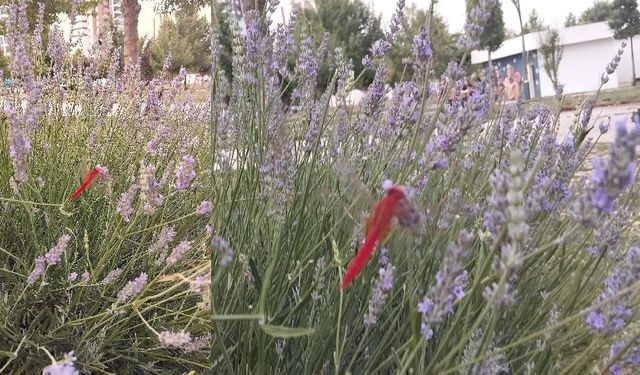 Diyarbakır parklarında görülen kırmızı yusufçuk türü