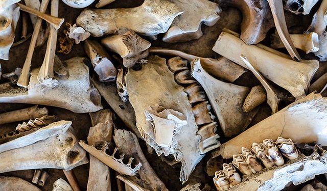 Neandertallerin 125 bin yıllık gizem aydınlandı