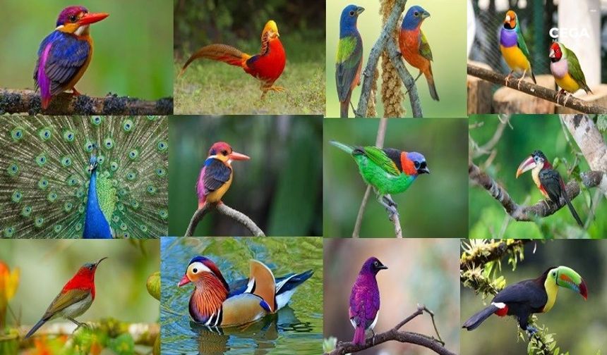 Dünyanın gözalıcı renklere sahip 32 kuşu