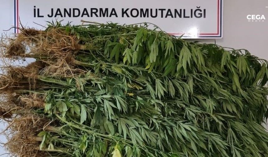 Diyarbakır'da 7 milyon 543 bin 818 kök kenevir ele geçirildi