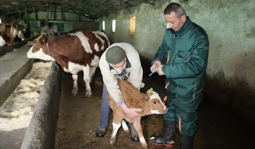 Elazığ'da şap mücadelesi: 5 bin büyükbaş aşılandı