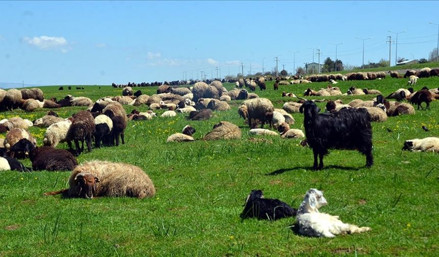 Şırnak'ta 19 yaşındaki çoban öldürüldü
