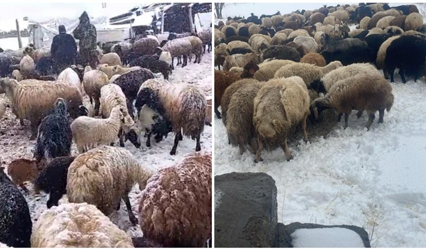 Yayladaki besicilerin kar mesaisi