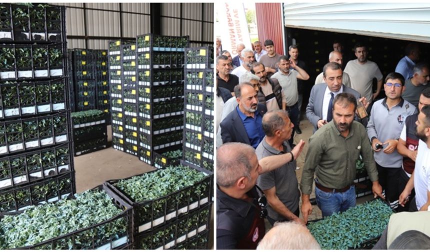 Bingöl'de 442 bin sebze fidesi dağıtımı