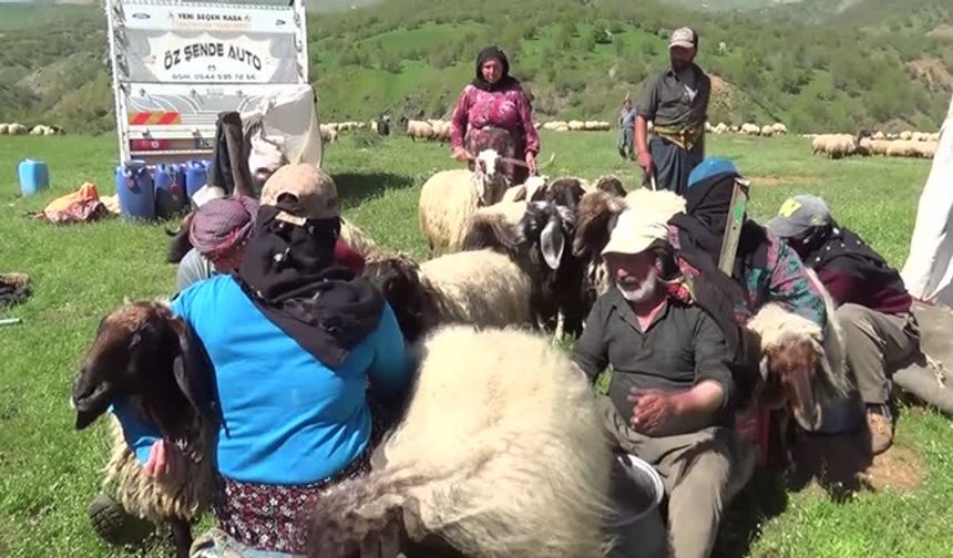 Göçerler süt sağımına başladı