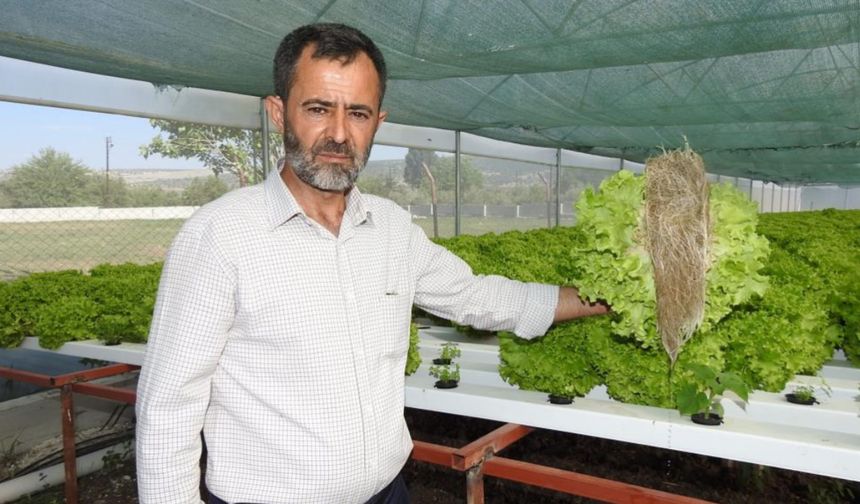 70 günde yetişen marulu 30 günde üretiyor