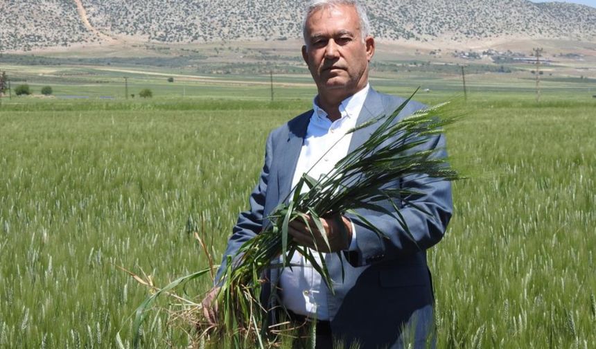 Araban çiftçinin yüzünü güldürüyor