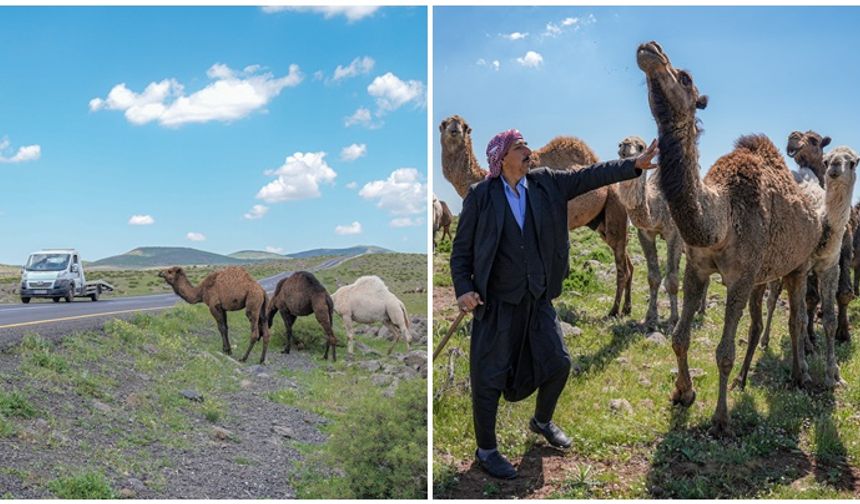 Karacadağlı besici develeri için tabela istiyor