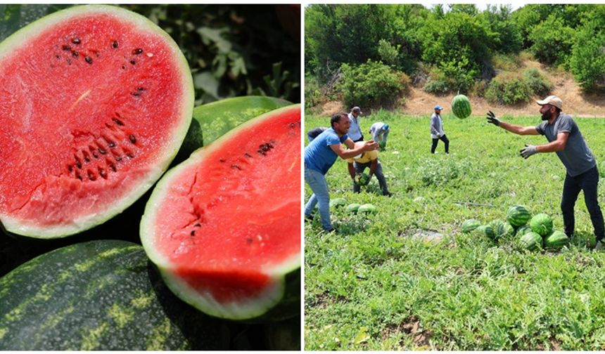 Adana karpuzunda hasat zamanı: Kilosu 20 lira