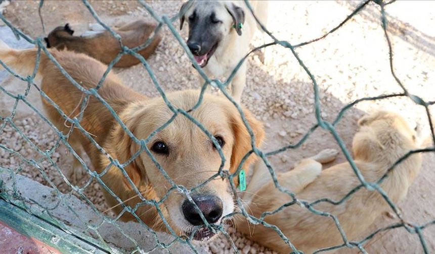 Siirt'teki sahipsiz hayvanların sığınağı göz dolduruyor