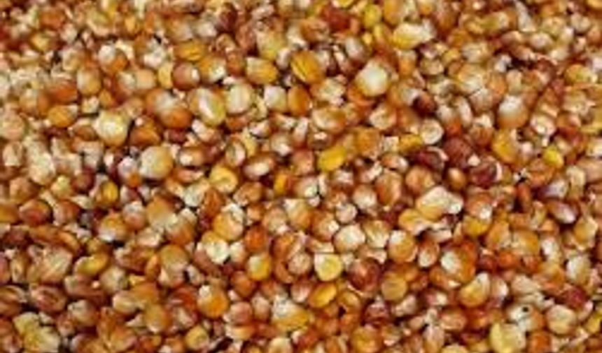 Dağ köylülerine silajlık mısır tohumu desteği