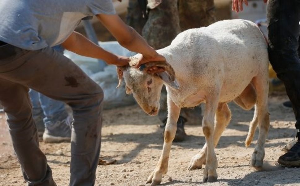 Diyarbakırlı kasaptan uyarı: 'Kasaplık Belgesi' olmayan bıçağı alıp çıkmasın