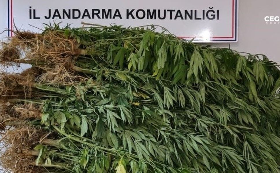 Diyarbakır'da 7 milyon 543 bin 818 kök kenevir ele geçirildi