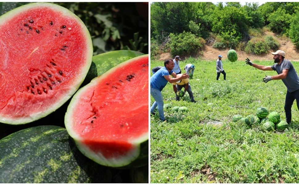 Adana karpuzunda hasat zamanı: Kilosu 20 lira